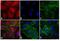 Rat IgG antibody, SA5-10030, Invitrogen Antibodies, Immunofluorescence image 