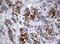 BCL2 Interacting Protein 1 antibody, LS-C336483, Lifespan Biosciences, Immunohistochemistry frozen image 