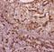 CD11b antibody, LS-C344008, Lifespan Biosciences, Immunohistochemistry frozen image 