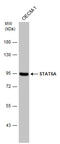 Signal Transducer And Activator Of Transcription 5A antibody, GTX113351, GeneTex, Western Blot image 