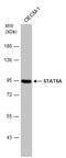 Mpf antibody, GTX113351, GeneTex, Western Blot image 