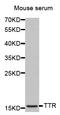 Transthyretin antibody, LS-B13591, Lifespan Biosciences, Western Blot image 