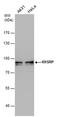 KH-Type Splicing Regulatory Protein antibody, PA5-78256, Invitrogen Antibodies, Western Blot image 