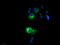 Paraplegin antibody, LS-C175078, Lifespan Biosciences, Immunofluorescence image 