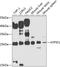 ATP Synthase Peripheral Stalk-Membrane Subunit B antibody, 23-076, ProSci, Western Blot image 