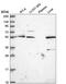 Interferon Regulatory Factor 2 Binding Protein 1 antibody, NBP2-58542, Novus Biologicals, Western Blot image 