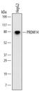 PR/SET Domain 14 antibody, MAB6175, R&D Systems, Western Blot image 