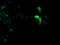 Mitogen-Activated Protein Kinase 13 antibody, LS-C797675, Lifespan Biosciences, Immunofluorescence image 