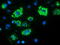 MYD88 Innate Immune Signal Transduction Adaptor antibody, M00025-3, Boster Biological Technology, Immunofluorescence image 
