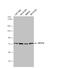 Neuronal PAS Domain Protein 2 antibody, NBP1-31363, Novus Biologicals, Western Blot image 