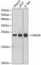 CASP2 And RIPK1 Domain Containing Adaptor With Death Domain antibody, GTX64784, GeneTex, Western Blot image 