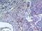 IREM1 antibody, A07913, Boster Biological Technology, Immunohistochemistry paraffin image 