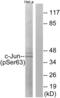 Jun Proto-Oncogene, AP-1 Transcription Factor Subunit antibody, abx012529, Abbexa, Western Blot image 