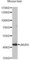 Jumonji Domain Containing 6, Arginine Demethylase And Lysine Hydroxylase antibody, STJ28403, St John