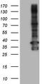 Transforming Acidic Coiled-Coil Containing Protein 2 antibody, LS-C339112, Lifespan Biosciences, Western Blot image 