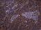 AsnRS antibody, MA5-26796, Invitrogen Antibodies, Immunohistochemistry paraffin image 