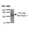 Neuroligin 1 antibody, MA5-27635, Invitrogen Antibodies, Western Blot image 