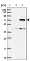 Fermitin Family Member 2 antibody, NBP1-87884, Novus Biologicals, Western Blot image 