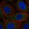 Coiled-Coil Domain Containing 9 antibody, HPA072007, Atlas Antibodies, Immunofluorescence image 