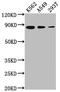 X-Ray Repair Cross Complementing 5 antibody, CSB-RA276627A0HU, Cusabio, Western Blot image 