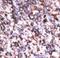 Beta-secretase 2 antibody, LS-C100355, Lifespan Biosciences, Immunohistochemistry frozen image 