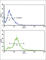 CD81 Molecule antibody, abx032905, Abbexa, Western Blot image 