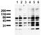 Phosphoserine antibody, AM00112PU-N, Origene, Western Blot image 