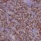 CD8 antibody, NBP2-34039, Novus Biologicals, Immunohistochemistry frozen image 