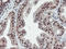 RNA Polymerase II Subunit E antibody, LS-C337290, Lifespan Biosciences, Immunohistochemistry frozen image 