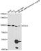 Cullin 5 antibody, A5369, ABclonal Technology, Western Blot image 