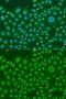 Heterogeneous Nuclear Ribonucleoprotein R antibody, GTX33244, GeneTex, Immunofluorescence image 