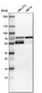 WW Domain Containing Transcription Regulator 1 antibody, HPA007415, Atlas Antibodies, Western Blot image 