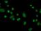 FKBP Prolyl Isomerase Like antibody, NBP2-03407, Novus Biologicals, Immunofluorescence image 