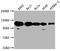 Poly(ADP-Ribose) Polymerase 1 antibody, CSB-PA017457LA01HU, Cusabio, Western Blot image 