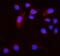 Hyaluronan mediated motility receptor antibody, A05056-1, Boster Biological Technology, Immunofluorescence image 