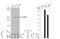 Roundabout Guidance Receptor 1 antibody, GTX114103, GeneTex, Western Blot image 