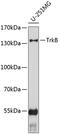 Neurotrophic Receptor Tyrosine Kinase 2 antibody, 13-184, ProSci, Western Blot image 