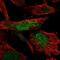 SMC5-SMC6 Complex Localization Factor 2 antibody, PA5-66091, Invitrogen Antibodies, Immunofluorescence image 