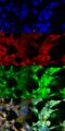 Methylglyoxal  antibody, SMC-517D-P594, StressMarq, Immunocytochemistry image 