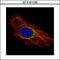 Prohibitin antibody, GTX101105, GeneTex, Immunofluorescence image 