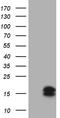 Chondrosarcoma-associated gene 2/3 protein antibody, TA810621S, Origene, Western Blot image 