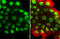 p51 antibody, GTX102425, GeneTex, Immunofluorescence image 