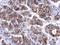 Autophagy Related 10 antibody, GTX132449, GeneTex, Immunohistochemistry paraffin image 