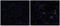 CD163 antibody, 14-1631-80, Invitrogen Antibodies, Immunohistochemistry frozen image 
