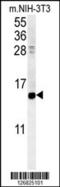 Cellular Retinoic Acid Binding Protein 1 antibody, 61-922, ProSci, Western Blot image 