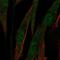 ATP Binding Cassette Subfamily A Member 8 antibody, HPA044914, Atlas Antibodies, Immunofluorescence image 