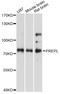 Prolylendopeptidase-like antibody, A08771, Boster Biological Technology, Western Blot image 