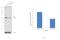 Nuclear RNA Export Factor 3 antibody, PA5-30700, Invitrogen Antibodies, Western Blot image 