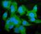 Carboxylesterase 1 antibody, M01741-1, Boster Biological Technology, Immunofluorescence image 