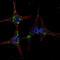 E3 ubiquitin-protein ligase synoviolin antibody, MBS9212277, MyBioSource, Immunofluorescence image 